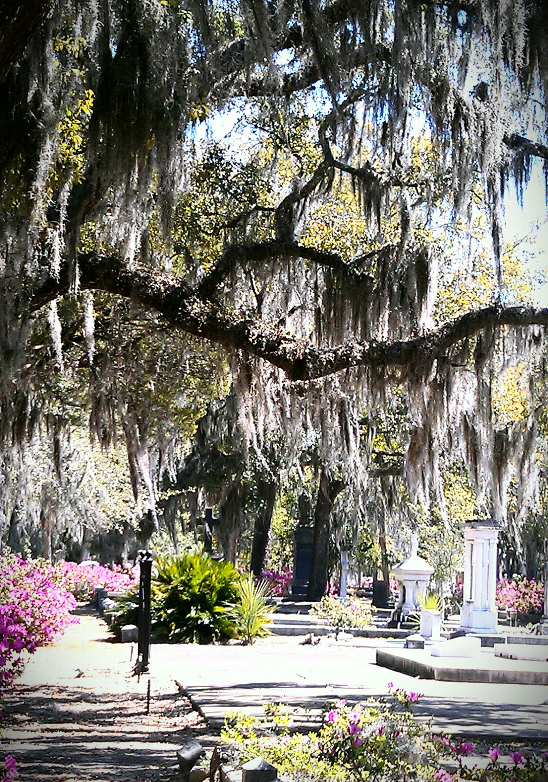 Spanish moss in Bonaventure Cemetery, Savannah